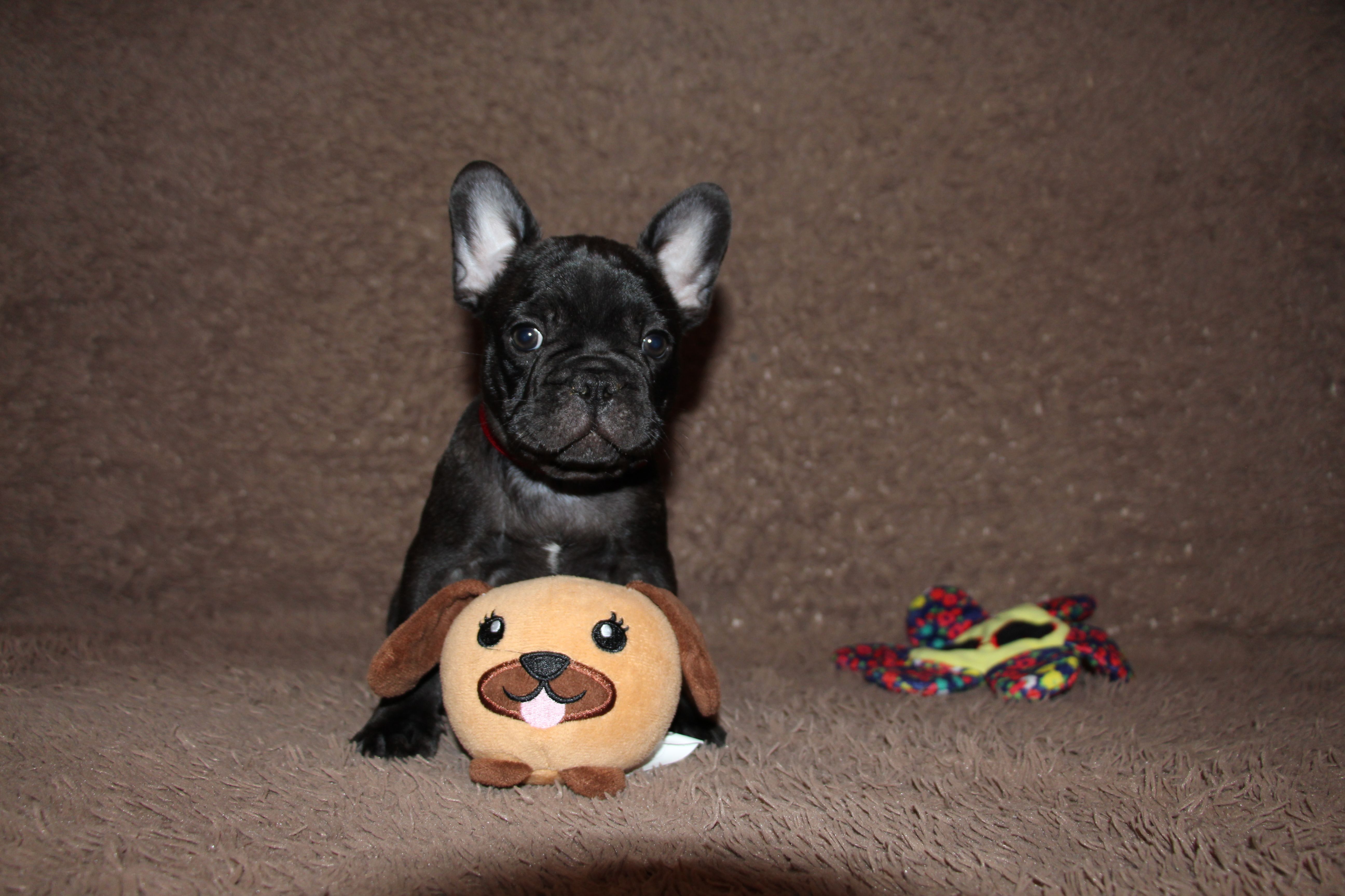 <svg class='red'></svg> <b>Mini Minnie</b> <svg class='red'></svg>